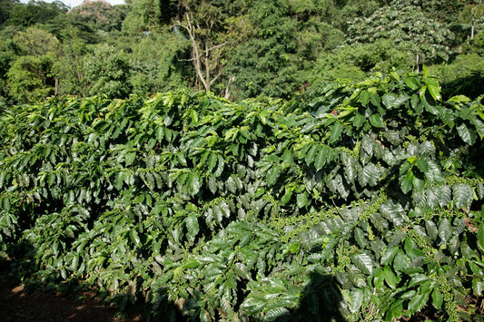 Coffee plants growing densely in a lush green plantation