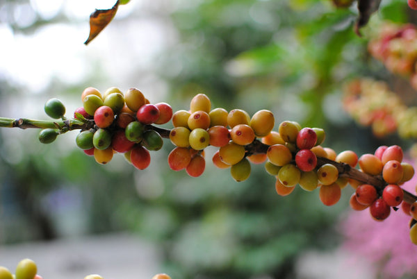 Ripe coffee cherries on the branch