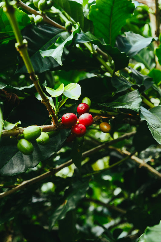 Ripe red and unripe green coffee cherries on a single branch