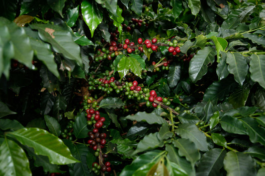 Coffee cherries growing on a tree