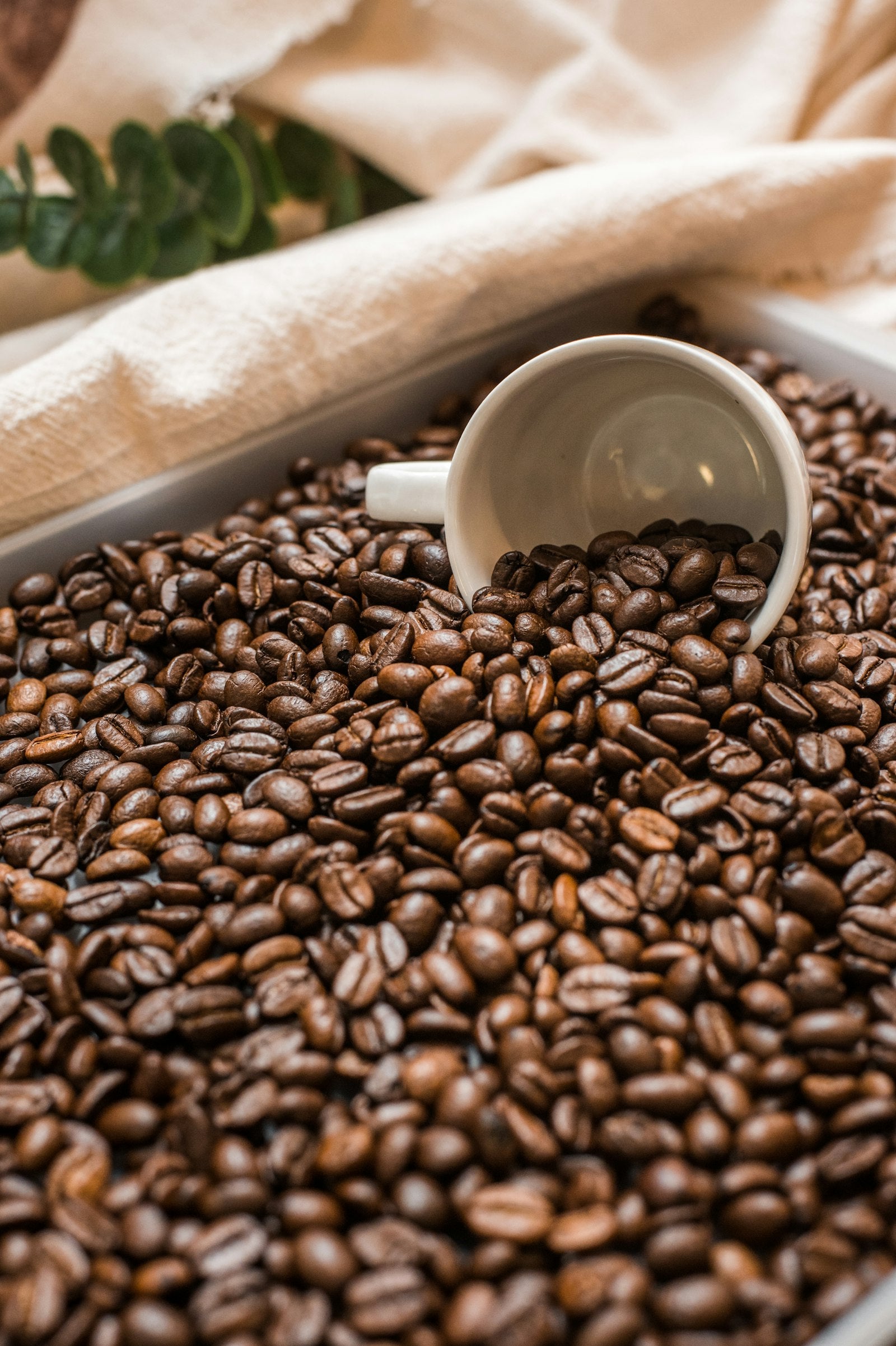 A white ceramic cup resting among roasted coffee beans